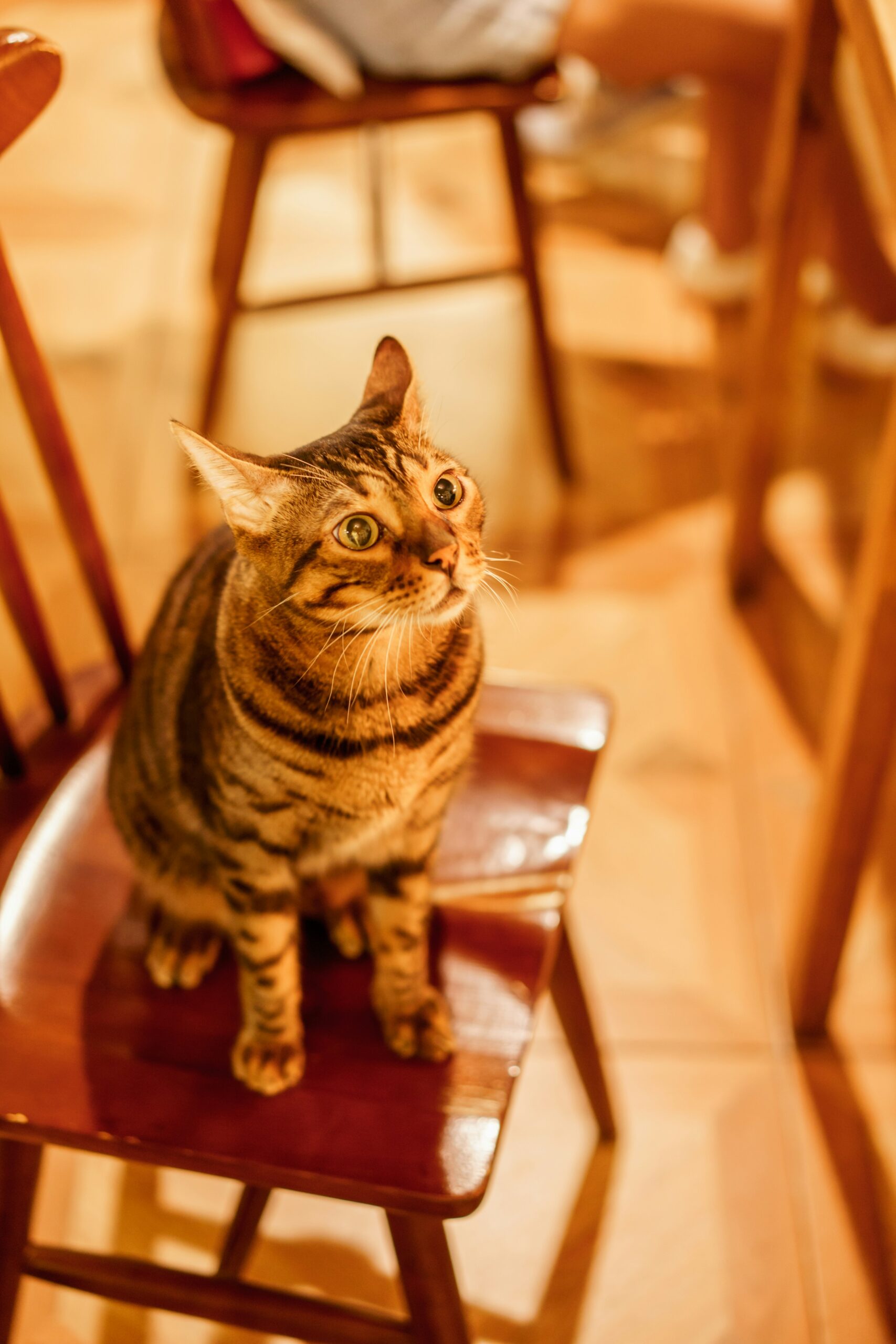 O que é essencialismo: viver com menos para sentir mais